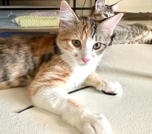 [another picture of Monique, a Domestic Short Hair calico\ cat] 