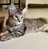 A picture of #ET04267: Yardia a Domestic Short Hair gray tabby