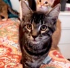 A picture of #ET04268: Natasha a Domestic Short Hair gray tabby