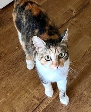 [another picture of Angie, a Domestic Short Hair calico\ cat] 