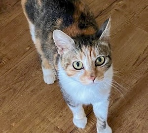 [picture of Angie, a Domestic Short Hair calico cat]