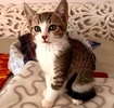 A picture of #ET04271: Meila a Domestic Short Hair gray tabby/white