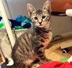 A picture of #ET04273: Reginaldo a Domestic Short Hair gray tabby