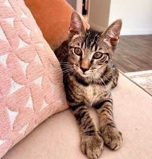 [another picture of Reginaldo, a Domestic Short Hair gray tabby\ cat] 