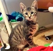 [picture of Reginaldo, a Domestic Short Hair gray tabby cat]