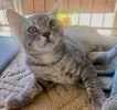 A picture of #ET04276: Twizler a Domestic Short Hair silver tabby