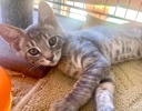 A picture of #ET04277: Skittles a Domestic Short Hair silver tabby