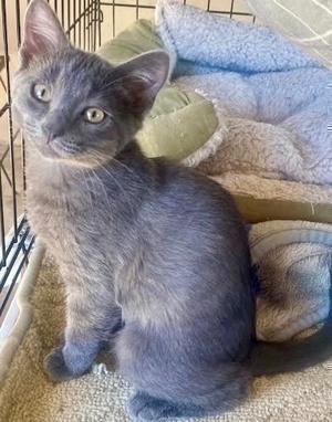 [another picture of Gummy Bear, a Domestic Short Hair blue\ cat] 