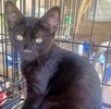 A picture of #ET04279: Hershey a Domestic Short Hair black