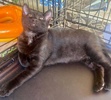 A picture of #ET04280: Licorice a Domestic Short Hair black