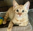 A picture of #ET04281: Whiskey a Domestic Short Hair orange