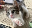 A picture of #ET04282: Liberty a Domestic Short Hair gray tabby/white