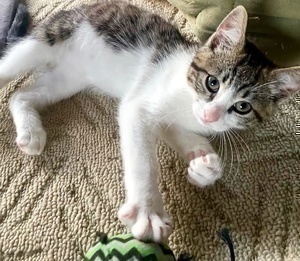 [another picture of Liberty, a Domestic Short Hair gray tabby/white\ cat] 