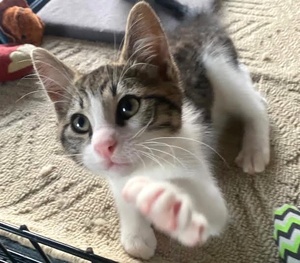 [picture of Liberty, a Domestic Short Hair gray tabby/white\ cat] 