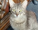 A picture of #ET04283: Cosmo a Domestic Short Hair silver