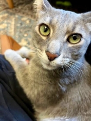 [picture of Cosmo, a Domestic Short Hair silver cat]