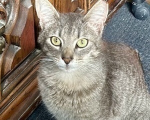 [picture of Cosmo, a Domestic Short Hair silver\ cat] 