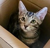 A picture of #ET04284: Mary Jane a Domestic Short Hair gray