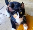 A picture of #ET04285: Katrina a Domestic Short Hair calico