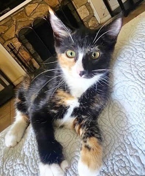 [another picture of Katrina, a Domestic Short Hair calico\ cat] 