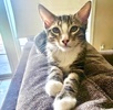 A picture of #ET04286: Peter Parker a Domestic Short Hair gray tabby/white