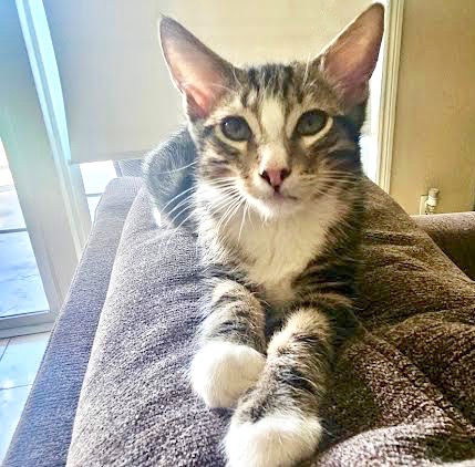 [picture of Peter Parker, a Domestic Short Hair gray tabby/white\ cat] 