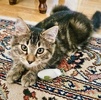 A picture of #ET04287: Bonbon a Domestic Medium Hair gray tabby