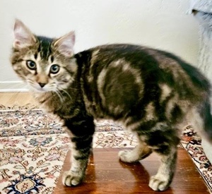 [another picture of Bonbon, a Domestic Medium Hair gray tabby\ cat] 