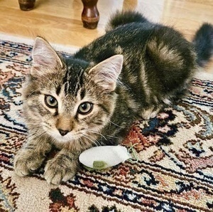 [picture of Bonbon, a Domestic Medium Hair gray tabby\ cat] 