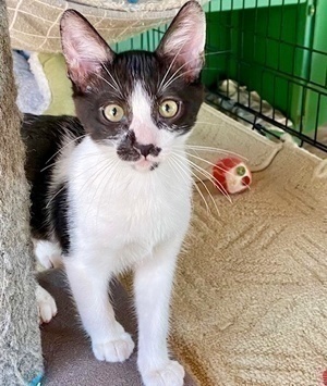 [another picture of Momo, a Domestic Short Hair black/white\ cat] 