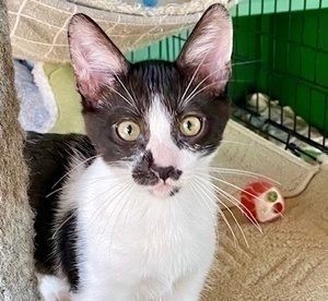 [picture of Momo, a Domestic Short Hair black/white\ cat] 