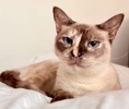 A picture of #ET04289: Athena a Siamese tortie