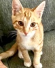 A picture of #ET04290: Astro a Domestic Short Hair orange/white