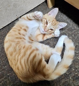 [another picture of Astro, a Domestic Short Hair orange/white\ cat] 