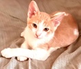 A picture of #ET04291: Beacon a Domestic Short Hair orange/white