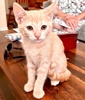 A picture of #ET04292: Nova a Domestic Short Hair orange tabby