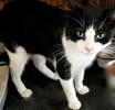 A picture of #ET04293: Alonzo a Domestic Short Hair black/white