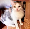 A picture of #ET04294: Monya a Domestic Short Hair calico