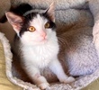 A picture of #ET04295: Yumi a Domestic Short Hair black/white