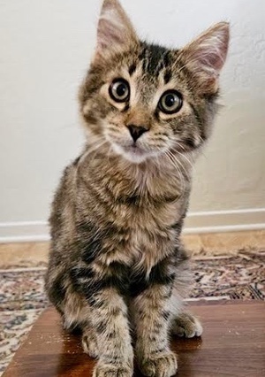 [another picture of Vino, a Domestic Medium Hair gray tabby\ cat] 