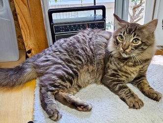 [picture of Vino, a Domestic Medium Hair gray tabby cat]