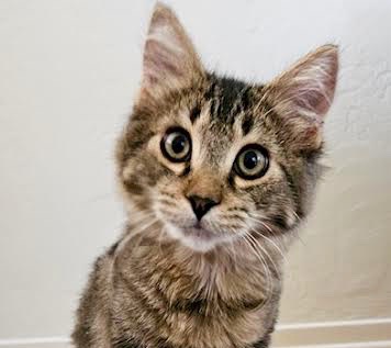 [picture of Vino, a Domestic Medium Hair gray tabby\ cat] 