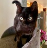 A picture of #ET04298: Violet a Domestic Medium Hair black