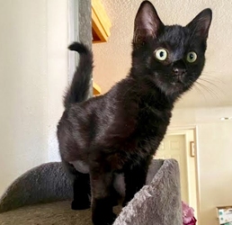 [picture of Violet, a Domestic Medium Hair black cat]