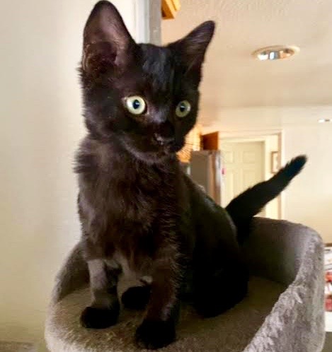 [another picture of Violet, a Domestic Medium Hair black\ cat] 