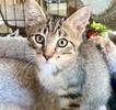 A picture of #ET04299: Kai a Domestic Medium Hair gray tabby