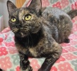 A picture of #ET04300: Pebbles a Domestic Short Hair tortie