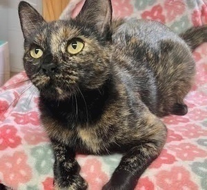 [picture of Pebbles, a Domestic Short Hair tortie\ cat] 