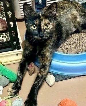 [another picture of Pebbles, a Domestic Short Hair tortie\ cat] 