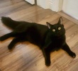 A picture of #ET04301: Jax a Domestic Long Hair black